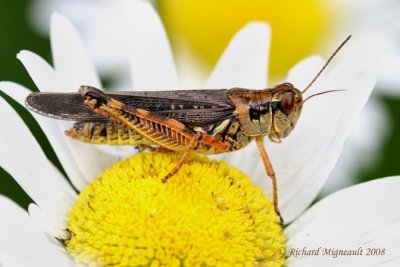 Red-legged Grasshopper - Melanoplus femurrubrum 1m8