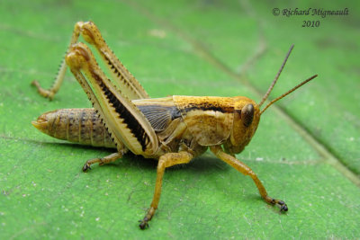 Red-legged Grasshopper - Melanoplus femurrubrum 2m10