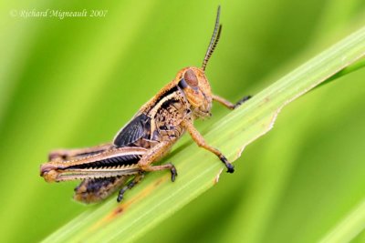 Red-legged Grasshopper - Melanoplus femurrubrum nymph m7