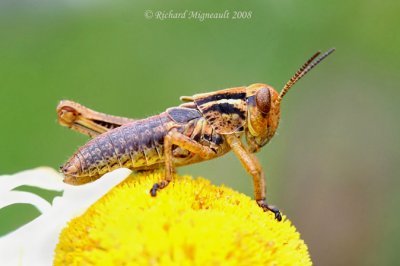 Red-legged Grasshopper - Melanoplus femurrubrum nymph m8