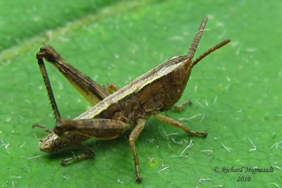 Sprinkled Grasshopper - Chloealtis conspersa m10