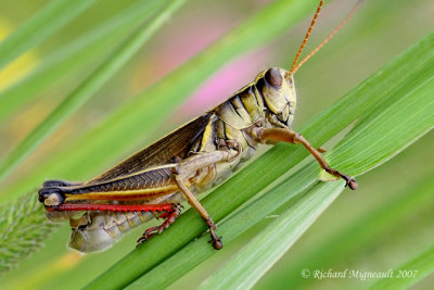 Two-Striped Grasshopper - Melanoplus bivittatus 1m7