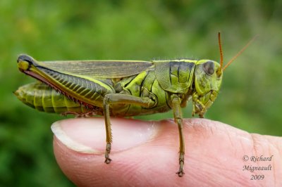 Two-Striped Grasshopper - Melanoplus bivittatus 3m9