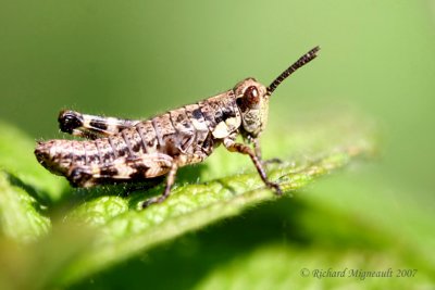 Wingless Mountain Grasshopper - Booneacris glacialis 1m7