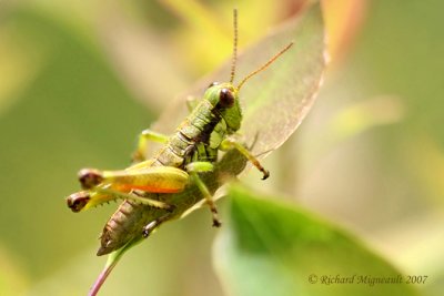 Wingless Mountain Grasshopper - Booneacris glacialis 2m7