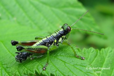 Wingless Mountain Grasshopper - Booneacris glacialis 3m9