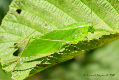 Katydid - Scudderia pistillata, Broad-winged bush katydid 2m5