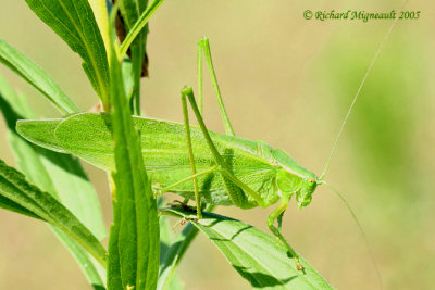 Katydid - Scudderia pistillata, Broad-winged bush katydid 3m5