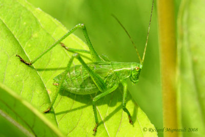 Katydid - Scudderia, Bush Katydid sp1 2m8