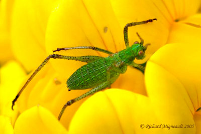 Katydid - Scudderia nymph sp1 1m5