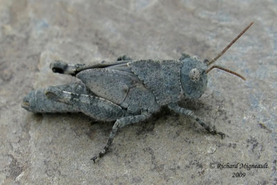 Carolina grasshopper nymph Dissosteira carolina m9