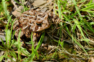 Crapaux dAmrique - American Toad 3m7