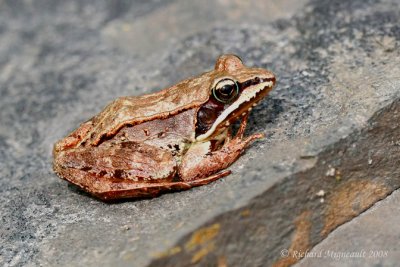 Grenouille des bois - Wood Frog 1m8