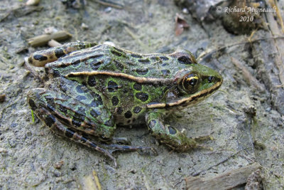 Grenouille Lopard - Northern Leopard Frog 1m10f