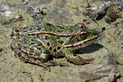 Grenouille Lopard - Northern Leopard Frog 2m10