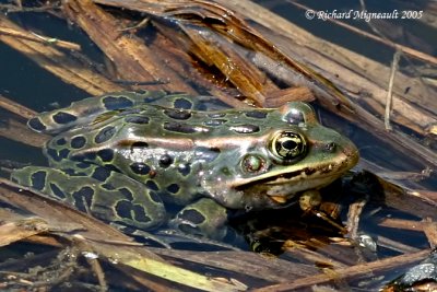 Grenouille Lopard - Northern Leopard Frog 3m5