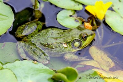 Grenouille verte - Green Frog 2m8