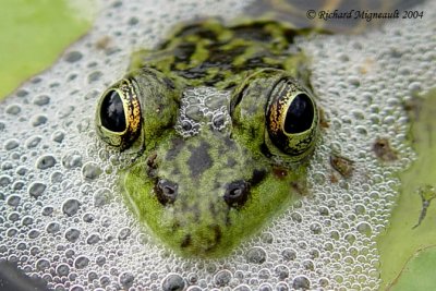 Grenouille verte - Green Frog 3m4