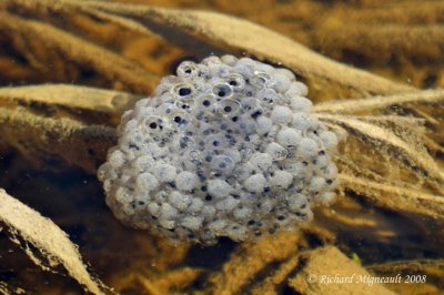Oeufs grenouille - Frog eggs m8