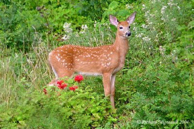 Animals - Animaux