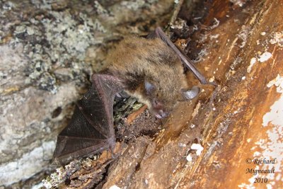 Petite chauve-souris brune - Little Brown Bat - Myotis lucifugus 1 m10