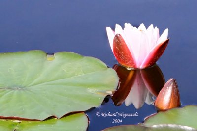 Nympha odorant - Common Water-lily - Nymphaea odorata 1m4