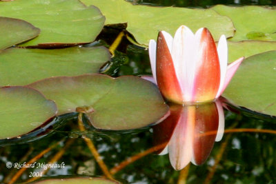 Nympha odorant - Common Water-lily - Nymphaea odorata 2m4
