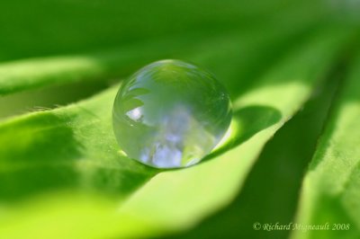 gouttes d'eau