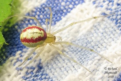 Cobweb Spider - Enoplognatha ovata m10