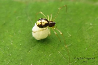 Cobweb Spider - Theridion sp 1m10