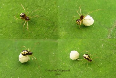 Cobweb Spider - Theridion sp 2m10