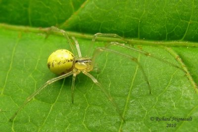 Cobweb Spider - Theridion sp 3m10