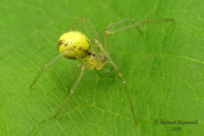 Cobweb Spider - Theridion sp 4m10