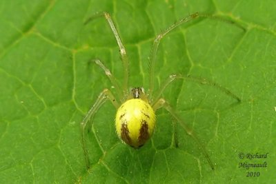 Cobweb Spider - Theridion sp 5m10