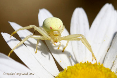 Crab Spider - Misumena vatia - Goldenrod Crab Spider 1m7