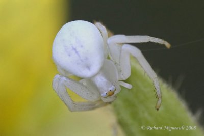 Crab Spider - Misumena vatia - Goldenrod Crab Spider 2m8