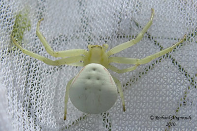 Crab Spider - Misumena vatia - Goldenrod Crab Spider 3m10