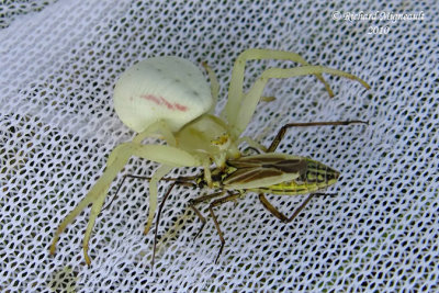 Crab Spider - Misumena vatia - Goldenrod Crab Spider 4m10