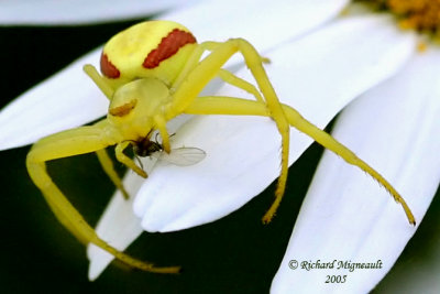 Crab Spider - Misumena vatia - Goldenrod Crab Spider 7m5