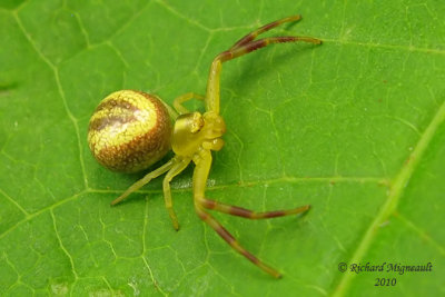 Crab Spider - Misumena vatia - Goldenrod Crab Spider 8m10