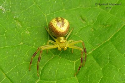 Crab Spider - Misumena vatia - Goldenrod Crab Spider 9m10