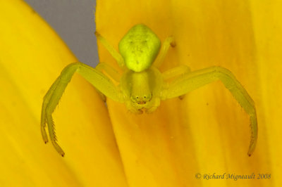 Crab Spider - Misumena vatia - Goldenrod Crab Spider 10m8