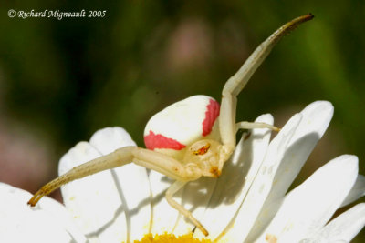 Crab Spider - Misumena vatia - Goldenrod Crab Spider 11m5