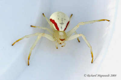 Crab Spider - Misumena vatia - Goldenrod Crab Spider 12m8