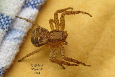 Crab Spider - Ozyptila sp 2m10