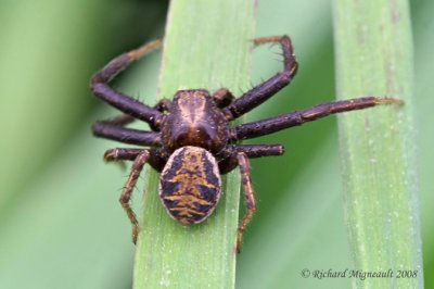 Crab Spider - Xysticus elegans - Elegant Crab Spider 1m8