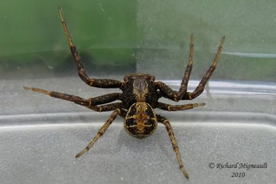 Crab Spider - Xysticus elegans - Elegant Crab Spider 2m10