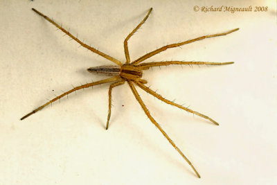 Running Crab Spider - Tibellus oblongus 4m8