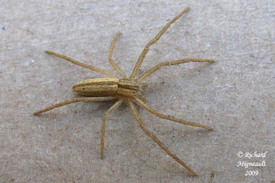 Running Crab Spider - Tibellus oblongus 5m9