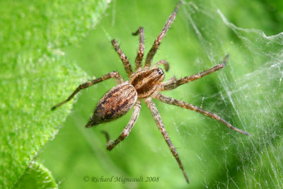 Funnel-Web Spider- Agelenopsis pennsylvanica m8